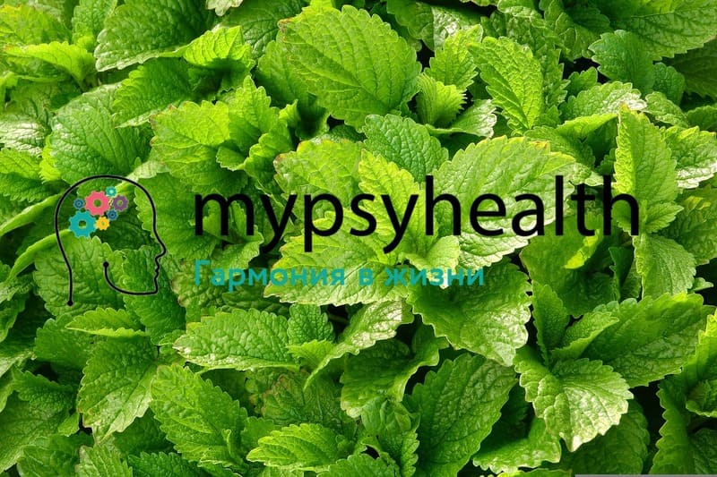 мелисса лекарственная Melissa officinalis