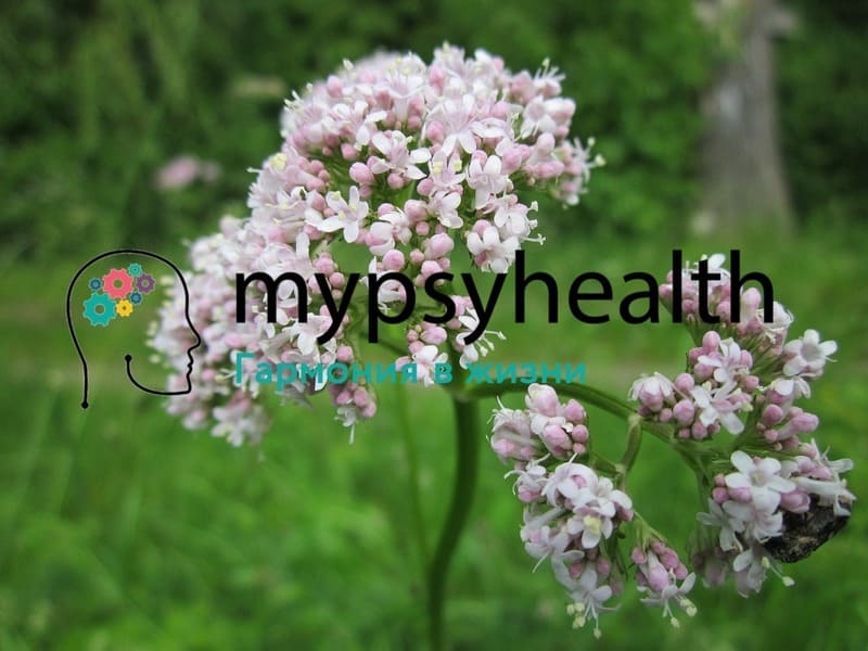 валериана Valeriana officinalis