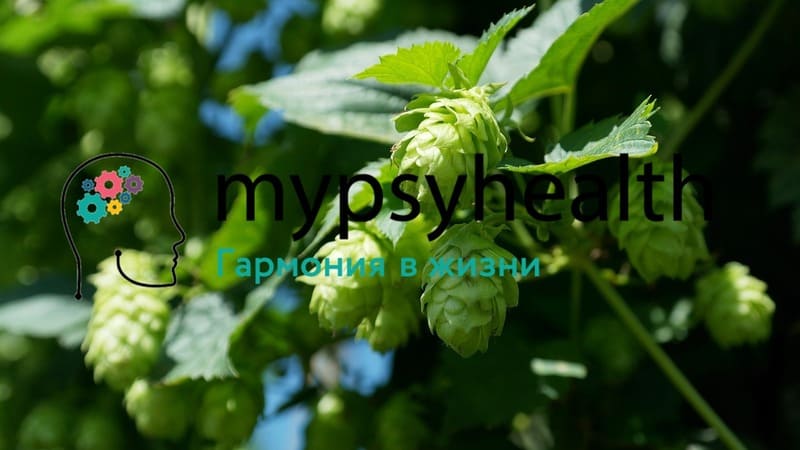 хмель Humulus lupulus