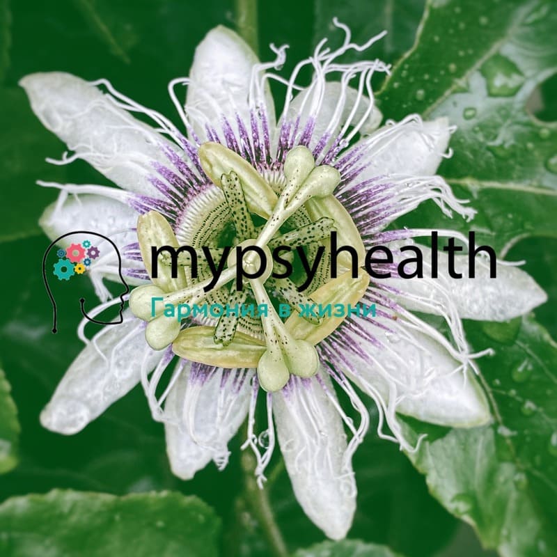 Пассифлора Passiflora incarnata