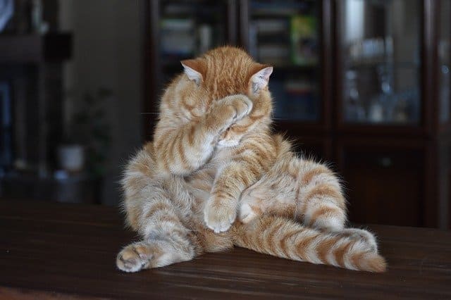 Стыд